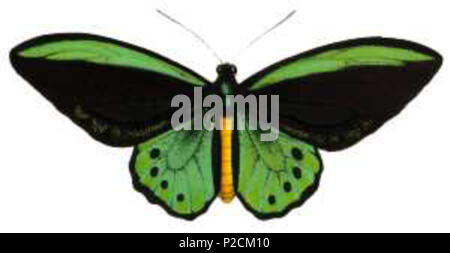 . La Richmond Papilionidae Ornithoptera richmondia è una specie di Papilionidae endemica in Australia. È la seconda più piccola della specie birdwing, la più piccola di Ornithoptera meridionalis. Tra il 2000 e il 2004. Dipartimento dell'ambiente, l'acqua, patrimonio e le arti 49 Richmond Birdwing Butterfly (Ornithoptera richmondius) Foto Stock