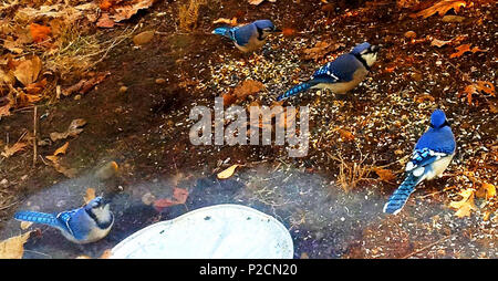 . Inglese: Quattro Blue Jays mangiare semi di uccelli al di fuori di una casa a Long Island, New York . Il 4 gennaio 2013. WilliamFlinn 2 4JaysEating Foto Stock