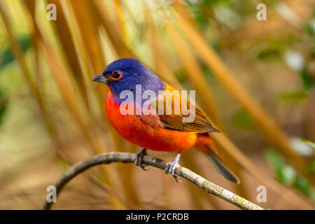 Catturato questo bel maschio dipinta bunting seduto su un ramo di albero Foto Stock