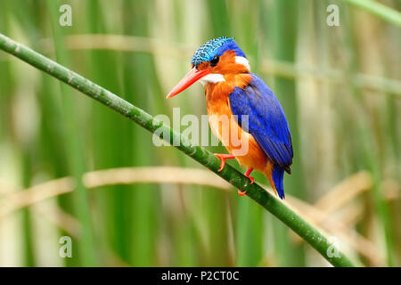 Kingfisher in Amora Gedel parco nazionale in prossimità della città di Awasa in Kenya Foto Stock