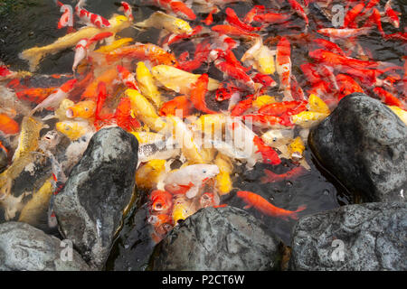 Le Carpe Koi, nishikigoi, lotti di colorati pesci di fantasia in stagno all'aperto in attesa di alimentazione, Beinan Township, Taitung County, Taiwan