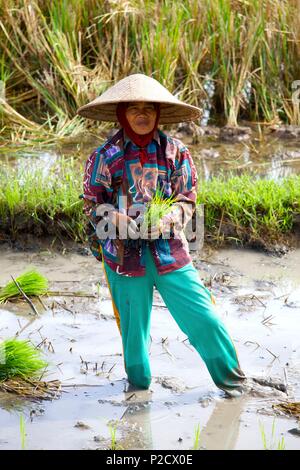 Indonesia, Java, Java Centrale, riso il lavoro sul campo Foto Stock