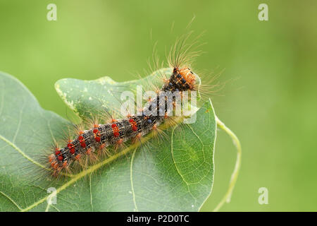 Una bella rari Gypsy Moth Caterpillar (Lymantria dispar) alimentazione su un albero di quercia foglie nel bosco. Foto Stock