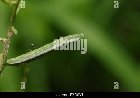 Un bel colore arancione-punta Caterpillar a farfalla (Anthocharis cardamines) alimentazione su un aglio mostarda. Foto Stock