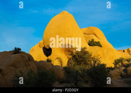 Il teschio gigante di roccia nel Parco nazionale di Joshua Tree, Deserto Mojave, CALIFORNIA, STATI UNITI D'AMERICA Foto Stock