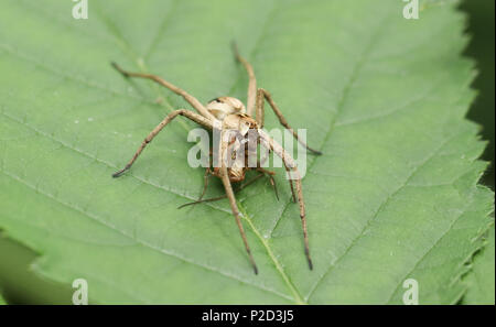 Un grande vivaio Spider Web (Pisaura mirabilis) mangia la sua preda mentre si appollaia su una foglia. Foto Stock