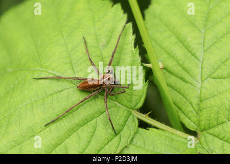 Un grande vivaio Spider Web (Pisaura mirabilis) appollaiate su una foglia. Foto Stock