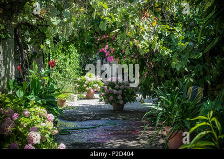 Un piccolo giardino greco in estate Foto Stock