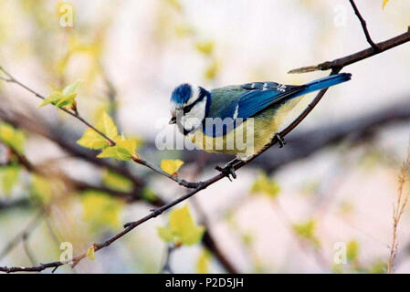 . Inglese: una cinciarella (Cyanistes caeruleus) . Data sconosciuta. Toivo Toivanen & Tiina Toppila 17 Ekahau Sinitiainen Foto Stock