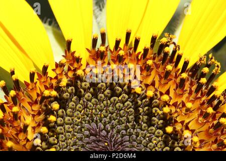 Ripresa macro di un girasole Foto Stock