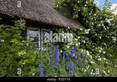 Rose e fiori delphinium vicino Rehna, Meclemburgo-Pomerania, Germania Foto Stock