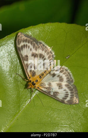 Piccola gazza tarma (Anania hortulata), un membro della famiglia Crambidae Foto Stock