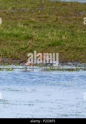 Nero-tailed godwit vicino Druridge Piscine, Northumberland, Inghilterra Foto Stock