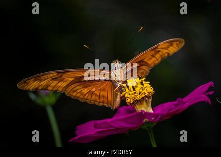 Butterfly su un viola maria fiore d'oro Foto Stock