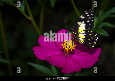 Butterfly su un viola maria fiore d'oro Foto Stock