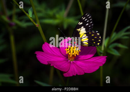 Butterfly su un viola maria fiore d'oro Foto Stock