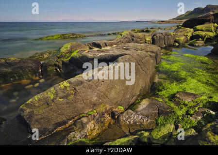 Litorale roccioso coperto con le alghe verdi Foto Stock