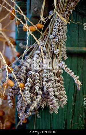 Croazia, Dalmazia, costa dalmata, isola di Hvar Pitve, lavanda essiccata Foto Stock