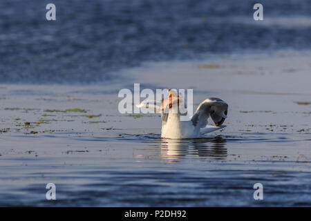 Seagull mangiare pesce nel Delta del Danubio Romania Foto Stock