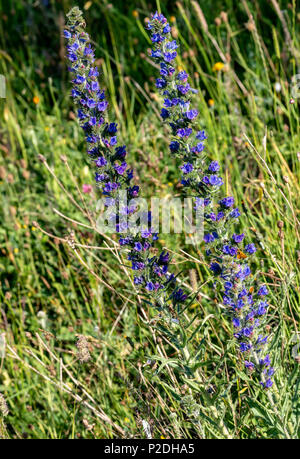 Le vipere Buglos fioritura, Duridge Bay, Northumberland, Inghilterra Foto Stock