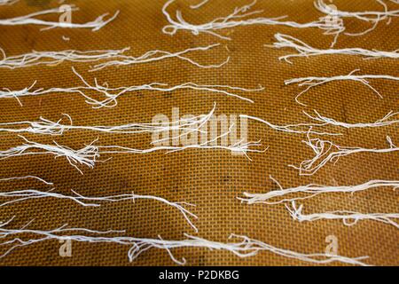 Francia, Vendee, Noirmoutier Island, l'Herbaudiere, La Marine ristorante, cucina vermicelli di zucchero Foto Stock