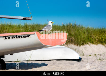 Seagull su una barca, Selendorf, Hohwacht, costa baltica, Schleswig-Holstein, Germania Foto Stock