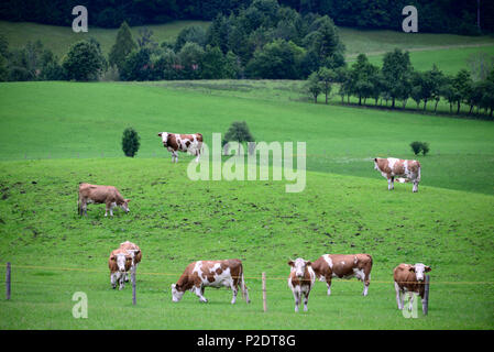Le mucche al pascolo in un campo nei pressi di Fischbachau, Alta Baviera, Baviera, Germania Foto Stock