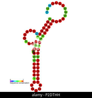 . La struttura secondaria immagine per TLS-PK5 non codificante la RNA (RF01088). Colorazione nucleotidica indica la conservazione di sequenza tra i membri di questa famiglia. Gennaio 2009. Database Rfam 63 TLS-PK5 struttura secondaria Foto Stock