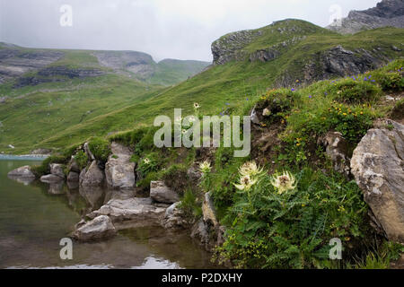 Lungo la riva del Bachsee: cardo spinoso (Cirsium spinosissimum) e altri fiori selvatici: Oberland Bernese, Svizzera Foto Stock