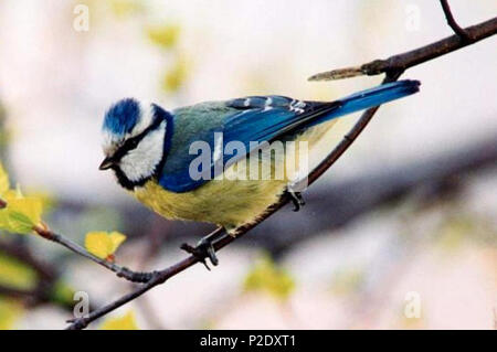 . Deutsch: Blaumeise (Cyanistes caeruleus, syn. Parus caeruleus) . Data sconosciuta. Toivo Toivanen & Tiina Toppila 7 Blaumeise1 Foto Stock