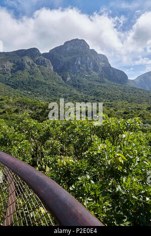 Passerella a baldacchino Boomslang nel Giardino Botanico di Kirstenbosch Foto Stock