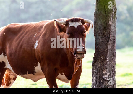 Blu belga bestiame bull Foto Stock