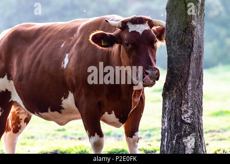 Blu belga bestiame bull Foto Stock