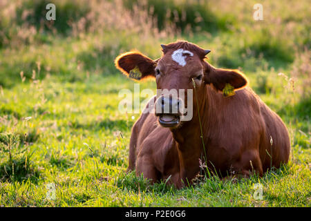 Blu belga bestiame bull Foto Stock