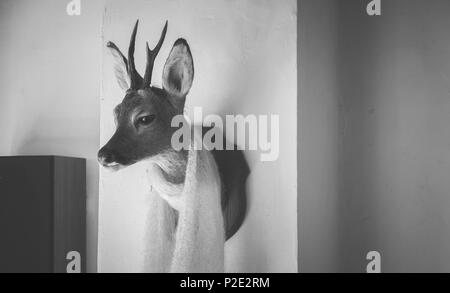 Testa di cervo con uno scialle bianco sulla parete Foto Stock