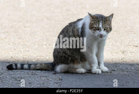 Larry il gatto - (felis catus) è il primo ministro del Regno Unito's Cat (12 anni) nella foto al di fuori del numero 10 di Downing Street Foto Stock
