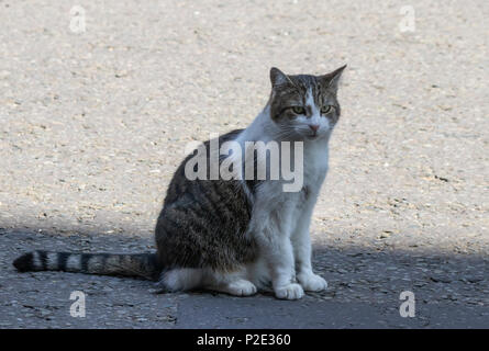 Larry il gatto - (felis catus) è il primo ministro del Regno Unito's Cat (12 anni) nella foto al di fuori del numero 10 di Downing Street Foto Stock