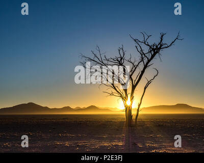 Lone Tree silhouteed contro il sunrise Foto Stock