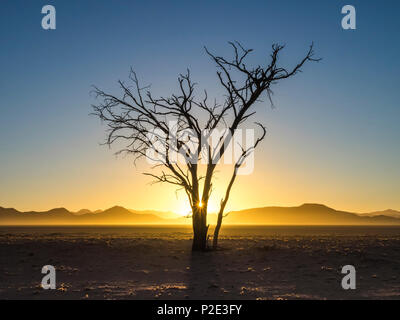 Lone Tree silhouteed contro il sunrise Foto Stock