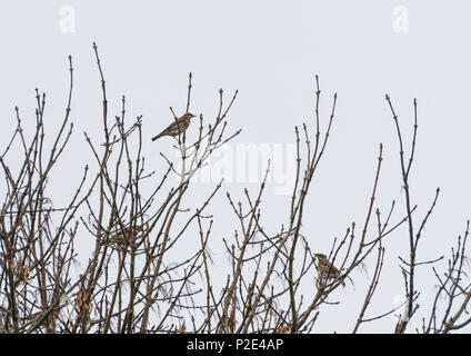 Un colpo di un Allodole Cesene Beccacce Appollaiato tra i rami di un albero in una giornata grigia. Foto Stock