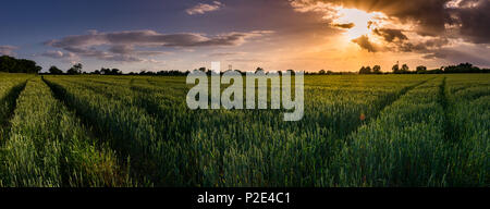 Campo di oro nel processo decisionale Foto Stock