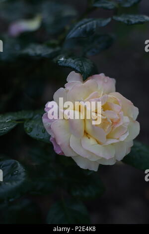 Umido giallo con rosa rosa close-up in giardino Foto Stock