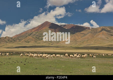 Pecore sul Bayanbulok praterie, Xinjiang, Cina Foto Stock