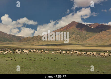 Pecore sul Bayanbulok praterie, Xinjiang, Cina Foto Stock