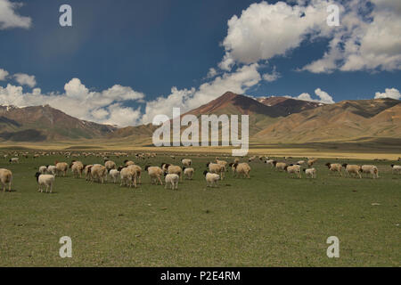 Pecore sul Bayanbulok praterie, Xinjiang, Cina Foto Stock