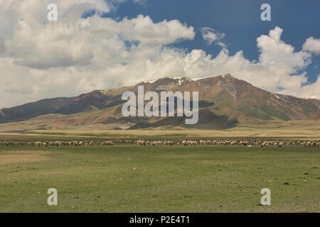 Pecore sul Bayanbulok praterie, Xinjiang, Cina Foto Stock