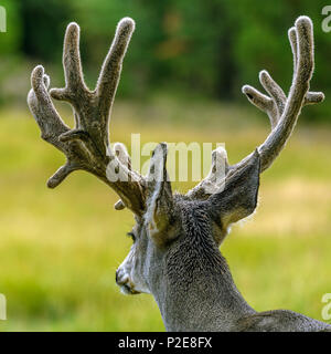 Mule Deer Buck (Odocoileus hemionus) in Yukon Territory, Canada Foto Stock