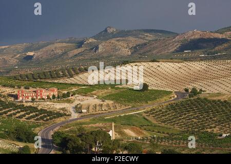 Spagna, Andalusia, Baena, collina coperta di ulivi ordinati materiche, rivolta verso il con il villaggio di Baena Foto Stock