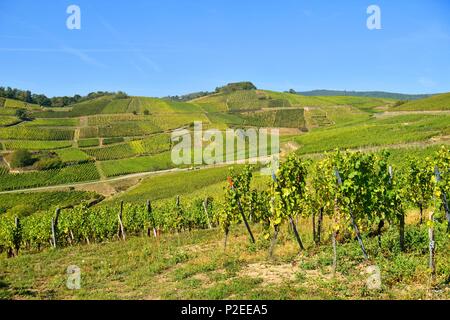 Francia, Haut Rhin, Turckheim, Alsazia strada del vino, Turckheim vigneto Foto Stock