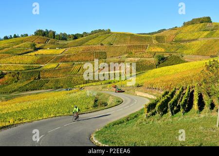 Francia, Haut Rhin, Turckheim, Alsazia strada del vino, Turckheim vigneto Foto Stock